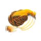 Veniard Golden Pheasant Complete Head Goldfasan - 1st Quality