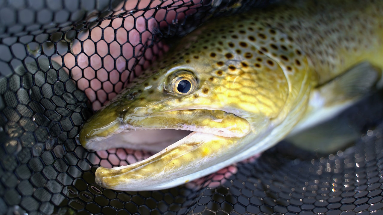 Fliegenfischen Island Reykjadalsa Brown Trout