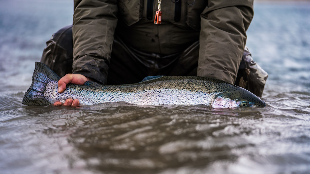Lago Strobel Rainbow Trout