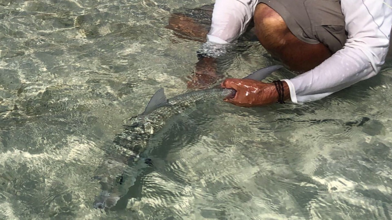 Sebastian Bremm Los Roques Bonefish