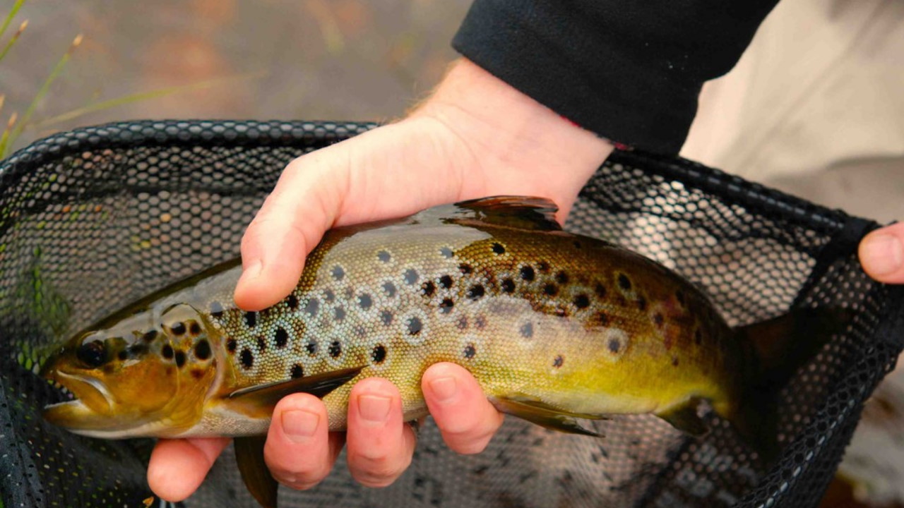 Wilde Side Fishing Trout Scotland