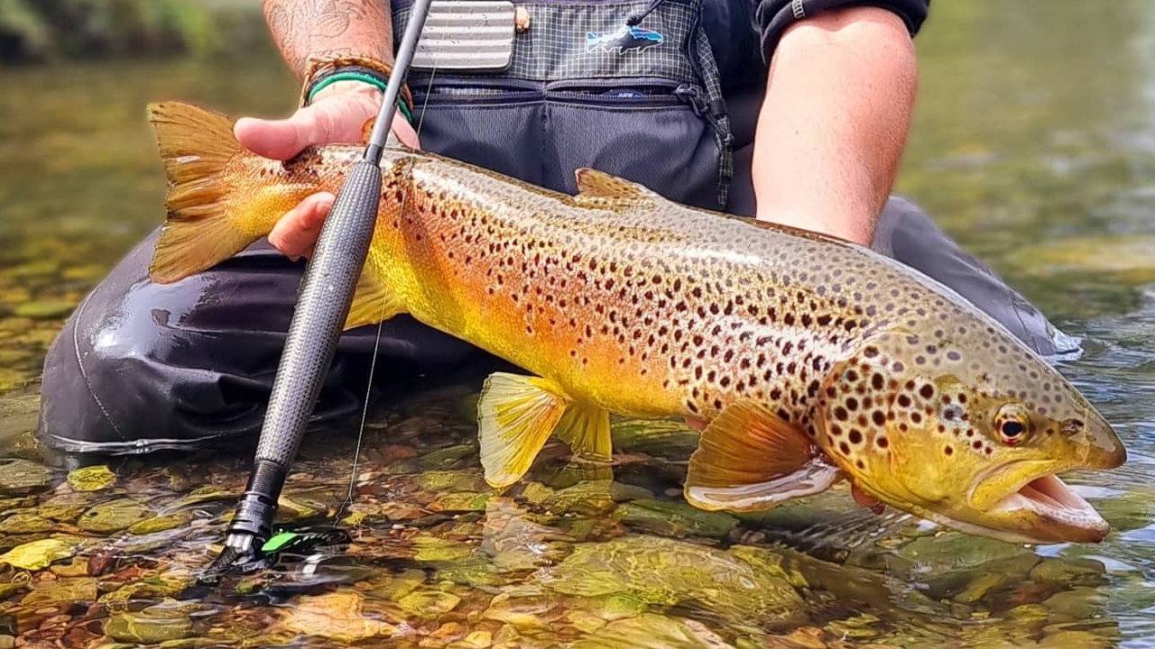 Adams Euro Nymph XTZ