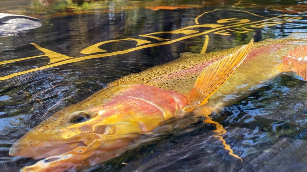 Adams Fly Rod Big Fish