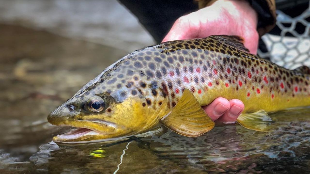Fliegenfischen auf Bachforelle.