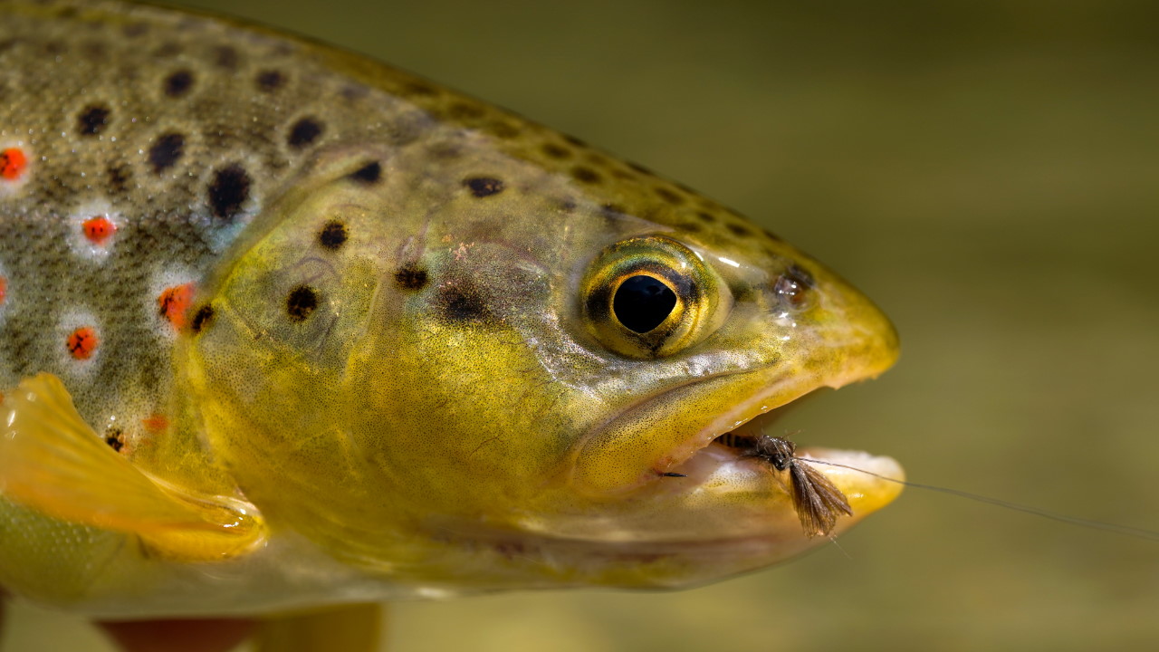 Bachforelle auf Trockenfliege