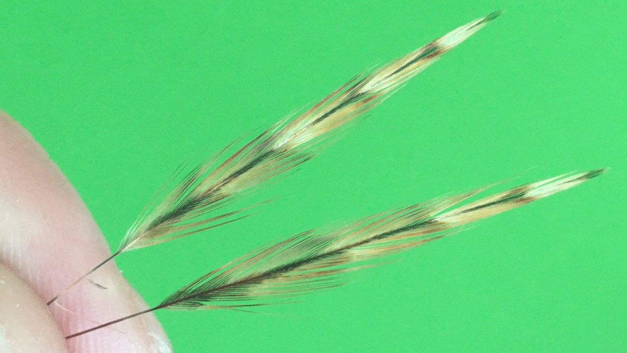 Daddy Longlegs Bindeanleitung