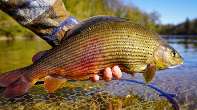 Fliegenfischen auf Äschen an der Steyr.