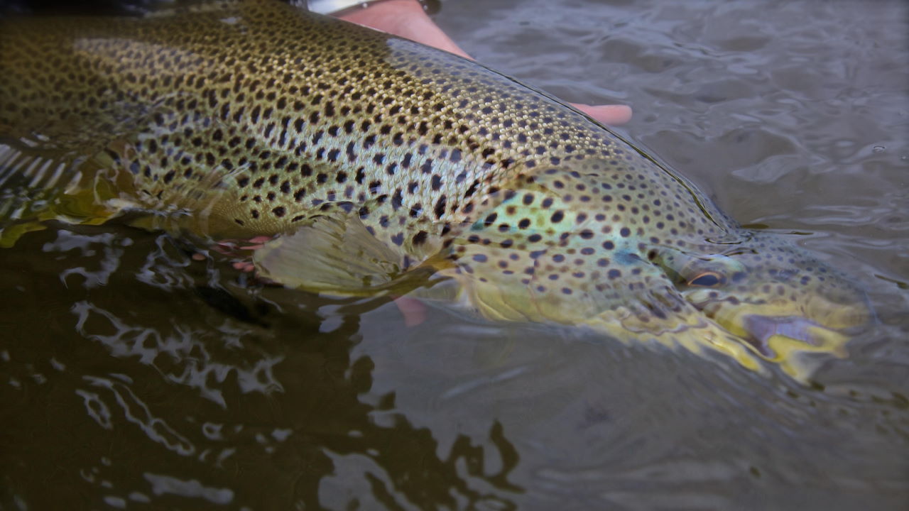 Fliegenfischen Schwedisch Lappland Dicke Forellen beim Full Service Trip in Schweden.