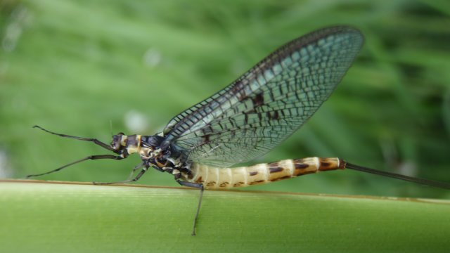 Maifliege Fischa Dagnitz Fliegenfischen an der Fischa Dagnitz. (c) Alfred Baudisch