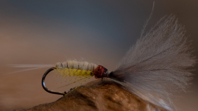 Mayfly Emerger Fliege zum Fliegenfischen.