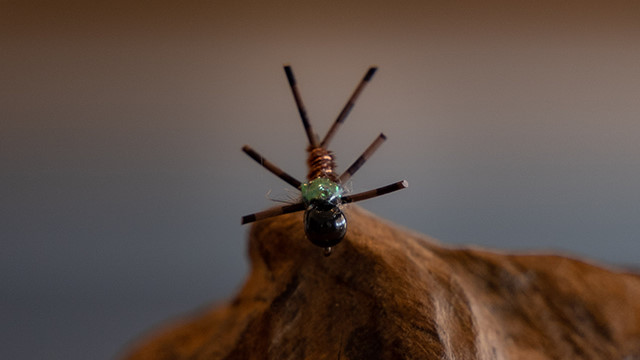 Sili Leg Stonefly Nymphe