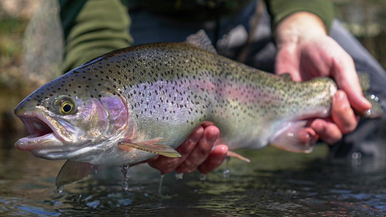 Fliegenfischen auf Forellen.